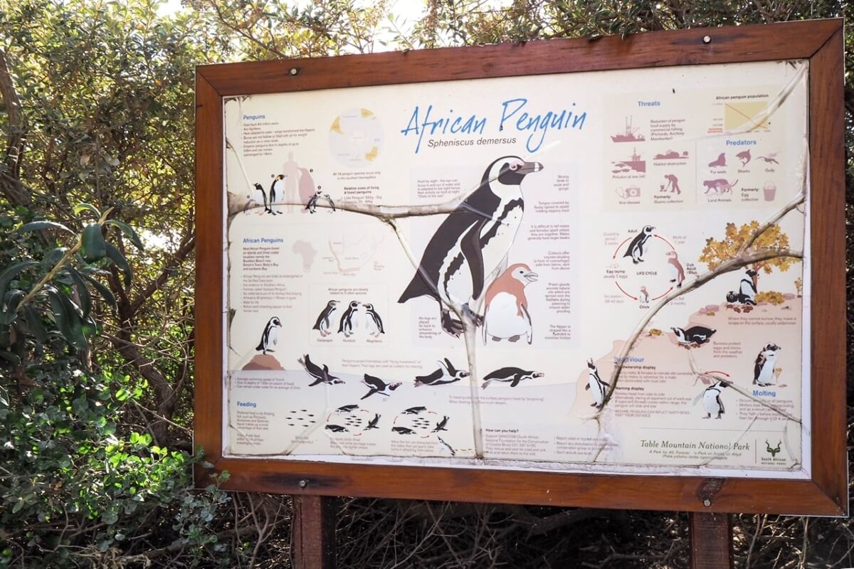 アフリカペンギンが暮らす海辺へ Le Petit Journal